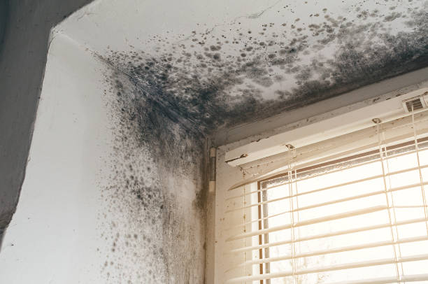 Mold Removal service in Livingston